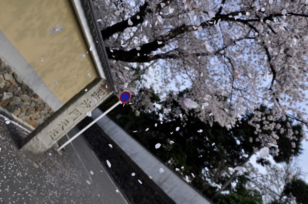 東山桜吹雪