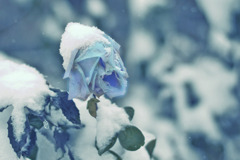 frostschaden