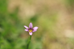 野に咲く花・・・なんだな。