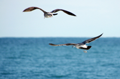 Sea gull　- Scene 02 -
