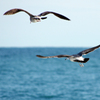 Sea gull　- Scene 02 -