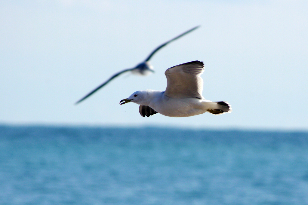 Sea gull　- Scene 03 -