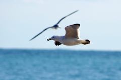 Sea gull　- Scene 03 -