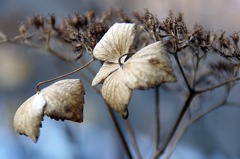 冬の紫陽花