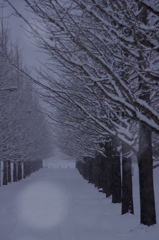 雪の並木道