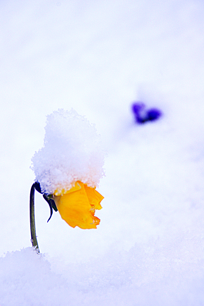 雪　花