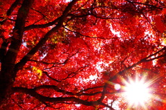 紅萌ゆる秋の一日