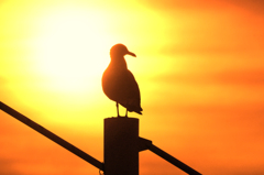 海鳥と太陽