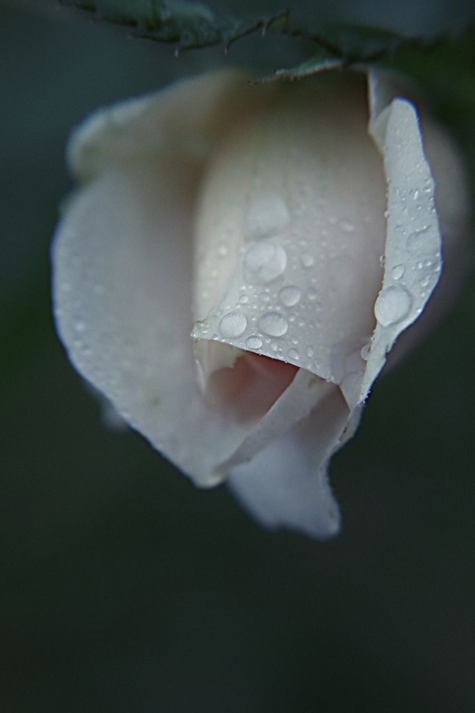 10月の花