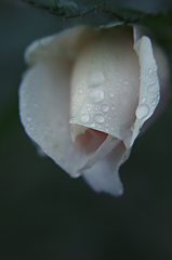 10月の花
