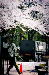 サクラ