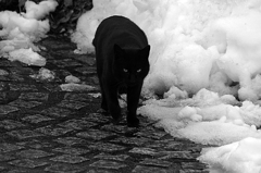 黒い猫と白い雪