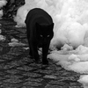 黒い猫と白い雪