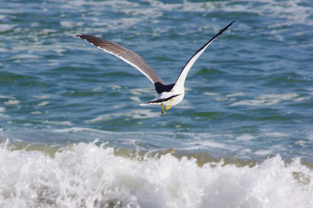 Sea gull　- Scene 01 -