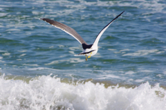Sea gull　- Scene 01 -