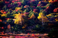 カンヴァスに描かれた樹々たち