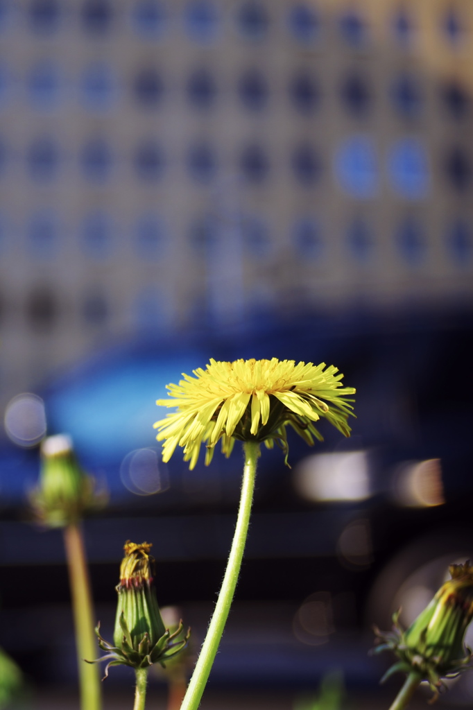 都会の花 #01
