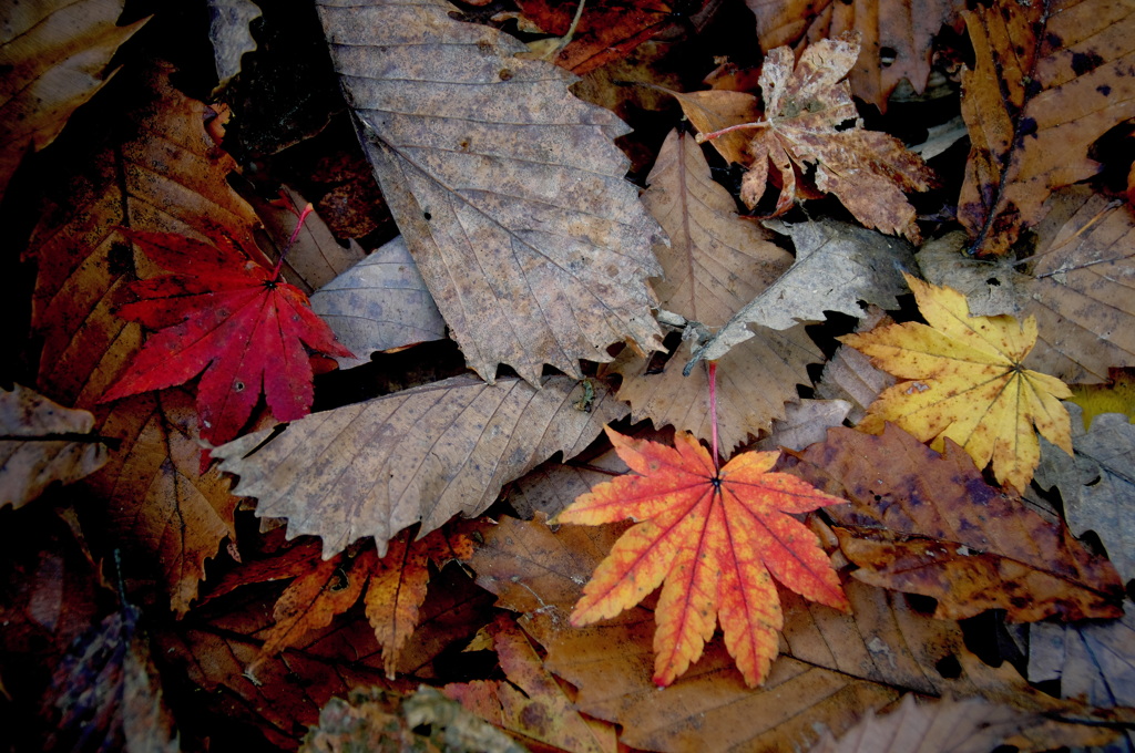 銀世界への誘い
