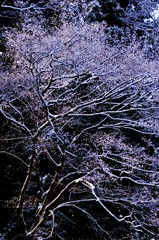 雪　花