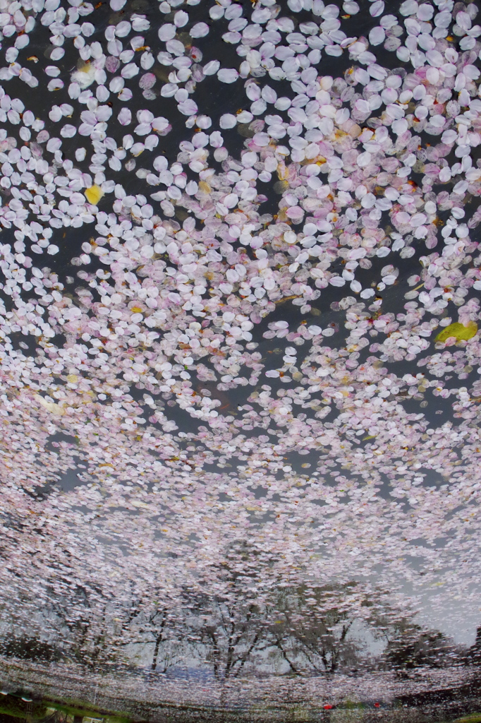 もう一つの満開