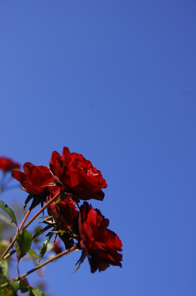 Beaujolais red & autumn blue