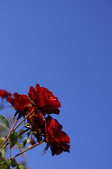 Beaujolais red & autumn blue