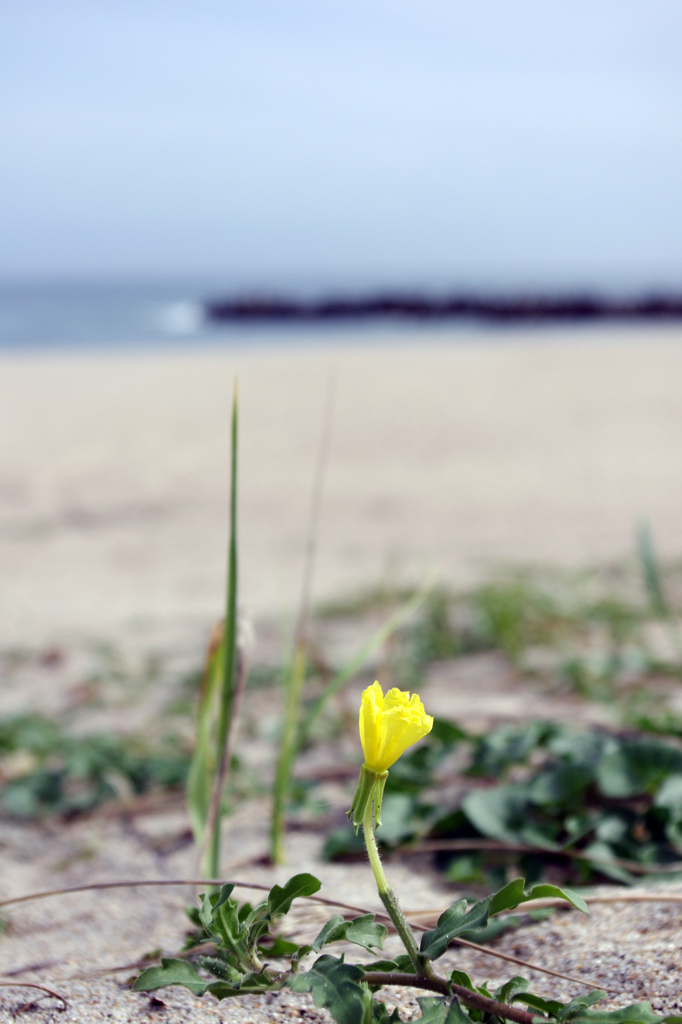 浜辺に咲いた一輪の花1