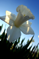 White & Blue