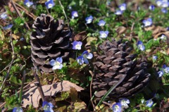  - 春 -  みつけた