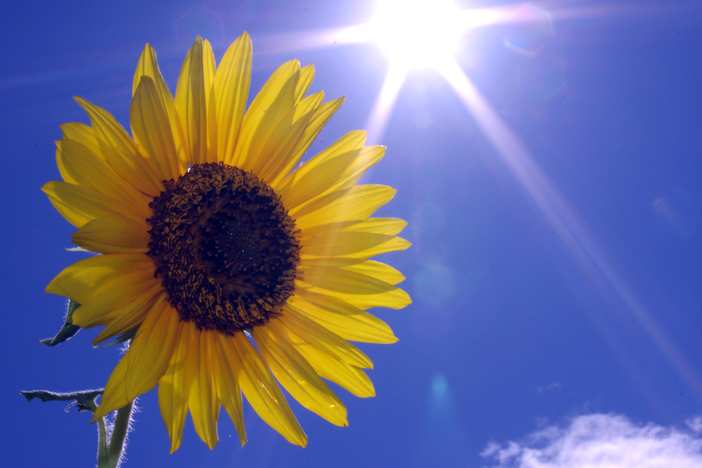 エキゾチックブルー