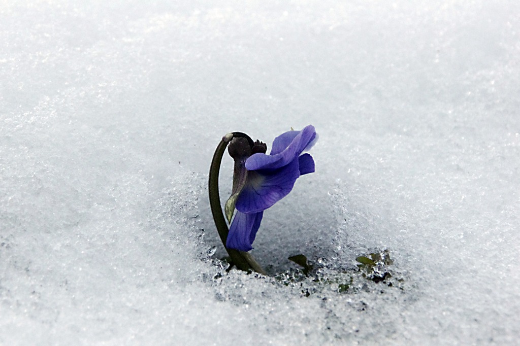 雪　花