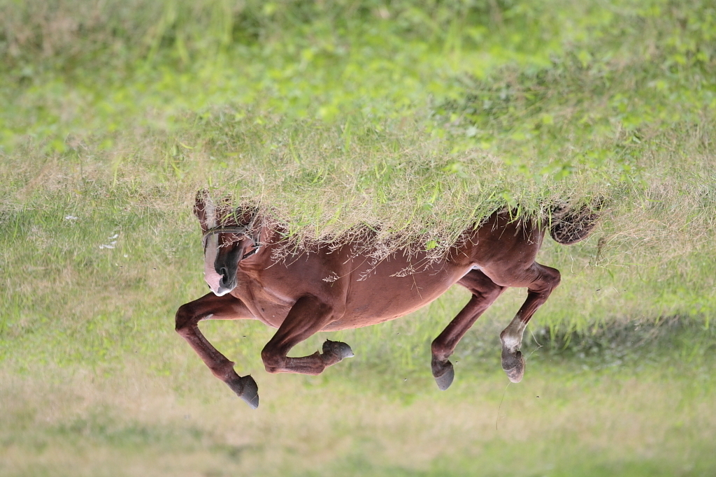 走る馬