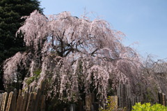 257桜