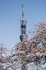 339隅田公園