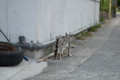 路地裏の猫 1