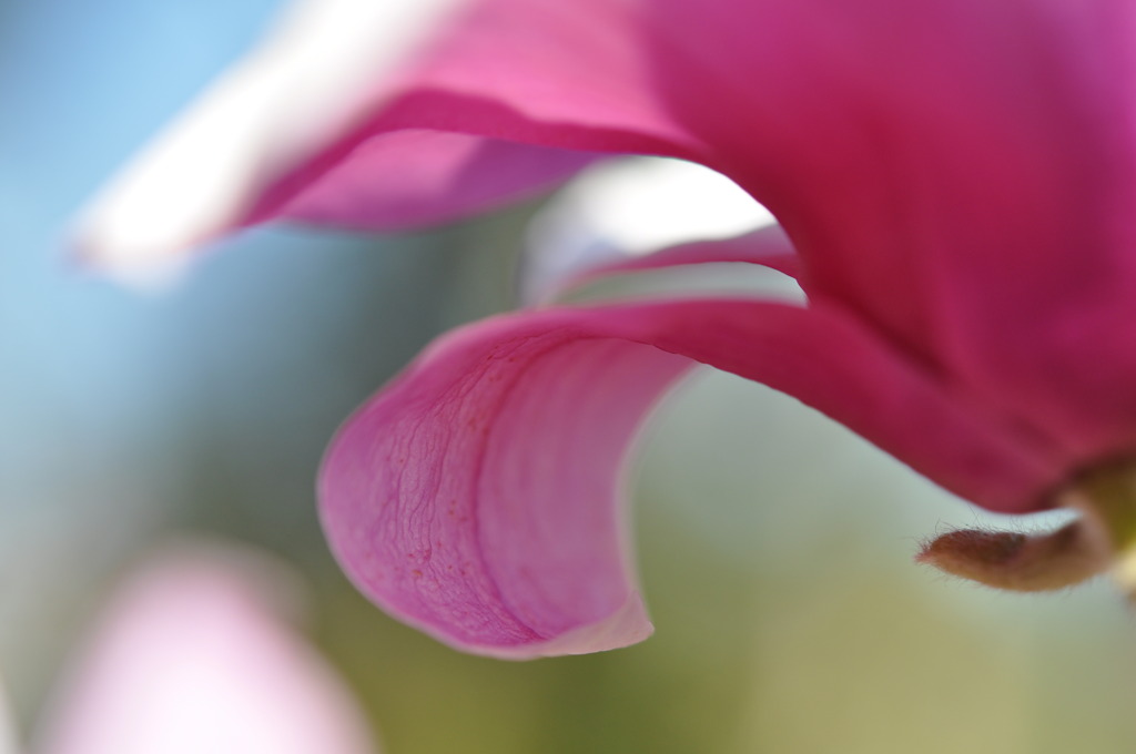 もくれんの花弁(magnolia)