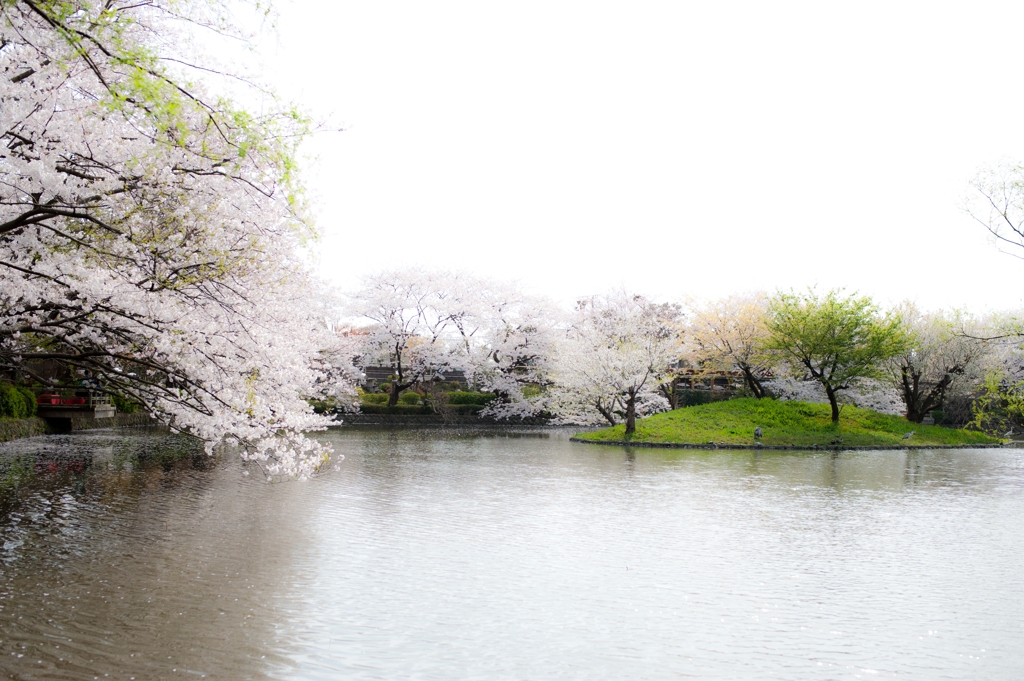 源平池の桜
