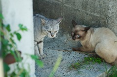 路地裏の猫 3