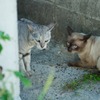 路地裏の猫 3