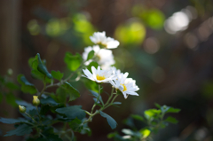 small chrysanthemum 