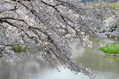 源平池の桜