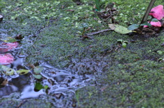 ちいさな芽吹き