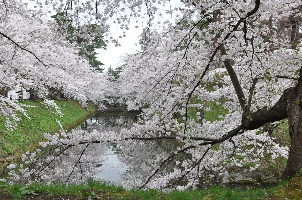 弘前の桜