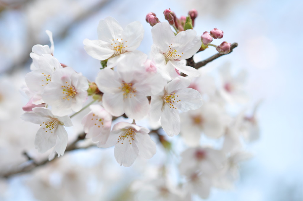 街路樹の桜