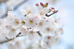 街路樹の桜