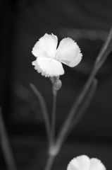 hana 007