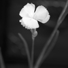 hana 007