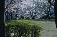 公園でスナップ