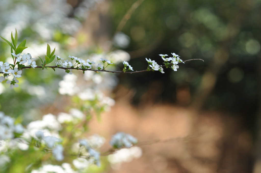 spirea