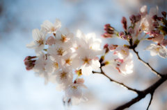 Cherry blooms in Nagakubo Park